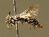  ( - BC ZSM HYM 02076)  @14 [ ] CreativeCommons - Attribution Non-Commercial Share-Alike (2010) Unspecified SNSB, Zoologische Staatssammlung Muenchen