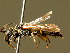  ( - BC ZSM HYM 02079)  @11 [ ] CreativeCommons - Attribution Non-Commercial Share-Alike (2010) Unspecified SNSB, Zoologische Staatssammlung Muenchen