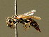  ( - BC ZSM HYM 02080)  @11 [ ] CreativeCommons - Attribution Non-Commercial Share-Alike (2010) Unspecified SNSB, Zoologische Staatssammlung Muenchen
