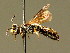  ( - BC ZSM HYM 02084)  @14 [ ] CreativeCommons - Attribution Non-Commercial Share-Alike (2010) Unspecified SNSB, Zoologische Staatssammlung Muenchen