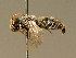  (Hylaeus pilosulus - BC ZSM HYM 02091)  @15 [ ] CreativeCommons - Attribution Non-Commercial Share-Alike (2010) LAZS SNSB, Zoologische Staatssammlung Muenchen