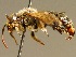  (Macropis fulvipes - BC ZSM HYM 02100)  @13 [ ] CreativeCommons - Attribution Non-Commercial Share-Alike (2010) Unspecified SNSB, Zoologische Staatssammlung Muenchen