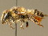  (Megachile alpicola - BC ZSM HYM 02104)  @14 [ ] CreativeCommons - Attribution Non-Commercial Share-Alike (2010) Unspecified SNSB, Zoologische Staatssammlung Muenchen