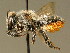  ( - BC ZSM HYM 02108)  @11 [ ] CreativeCommons - Attribution Non-Commercial Share-Alike (2010) Unspecified SNSB, Zoologische Staatssammlung Muenchen