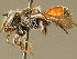  ( - BC ZSM HYM 02141)  @13 [ ] CreativeCommons - Attribution Non-Commercial Share-Alike (2010) Unspecified SNSB, Zoologische Staatssammlung Muenchen