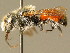  (Osmia andrenoides - BC ZSM HYM 02142)  @14 [ ] CreativeCommons - Attribution Non-Commercial Share-Alike (2010) Unspecified SNSB, Zoologische Staatssammlung Muenchen