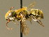  ( - BC ZSM HYM 02157)  @12 [ ] CreativeCommons - Attribution Non-Commercial Share-Alike (2010) Unspecified SNSB, Zoologische Staatssammlung Muenchen