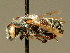  ( - BC ZSM HYM 02158)  @13 [ ] CreativeCommons - Attribution Non-Commercial Share-Alike (2010) Unspecified SNSB, Zoologische Staatssammlung Muenchen