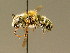  (Osmia melanogaster - BC ZSM HYM 02176)  @14 [ ] CreativeCommons - Attribution Non-Commercial Share-Alike (2010) Unspecified SNSB, Zoologische Staatssammlung Muenchen