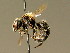  ( - BC ZSM HYM 02177)  @13 [ ] CreativeCommons - Attribution Non-Commercial Share-Alike (2010) Unspecified SNSB, Zoologische Staatssammlung Muenchen