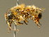  (Osmia mustelina - BC ZSM HYM 02180)  @14 [ ] CreativeCommons - Attribution Non-Commercial Share-Alike (2010) LAZS SNSB, Zoologische Staatssammlung Muenchen