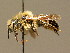  ( - BC ZSM HYM 02207)  @13 [ ] CreativeCommons - Attribution Non-Commercial Share-Alike (2010) Unspecified SNSB, Zoologische Staatssammlung Muenchen