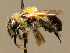  ( - BC ZSM HYM 02214)  @13 [ ] CreativeCommons - Attribution Non-Commercial Share-Alike (2010) Unspecified SNSB, Zoologische Staatssammlung Muenchen