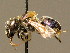  (Osmia versicolor - BC ZSM HYM 02215)  @14 [ ] CreativeCommons - Attribution Non-Commercial Share-Alike (2010) Unspecified SNSB, Zoologische Staatssammlung Muenchen