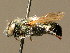  ( - BC ZSM HYM 02218)  @11 [ ] CreativeCommons - Attribution Non-Commercial Share-Alike (2010) Unspecified SNSB, Zoologische Staatssammlung Muenchen