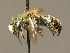  (Osmia viridana - BC ZSM HYM 02225)  @14 [ ] CreativeCommons - Attribution Non-Commercial Share-Alike (2010) Unspecified SNSB, Zoologische Staatssammlung Muenchen