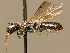  ( - BC ZSM HYM 02237)  @13 [ ] CreativeCommons - Attribution Non-Commercial Share-Alike (2010) Unspecified SNSB, Zoologische Staatssammlung Muenchen