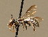  ( - BC ZSM HYM 02257)  @13 [ ] CreativeCommons - Attribution Non-Commercial Share-Alike (2010) Unspecified SNSB, Zoologische Staatssammlung Muenchen