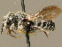 ( - BC ZSM HYM 02260)  @13 [ ] CreativeCommons - Attribution Non-Commercial Share-Alike (2010) LAZS SNSB, Zoologische Staatssammlung Muenchen
