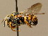  ( - BC ZSM HYM 02287)  @11 [ ] CreativeCommons - Attribution Non-Commercial Share-Alike (2010) Unspecified SNSB, Zoologische Staatssammlung Muenchen