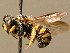  ( - BC ZSM HYM 02289)  @11 [ ] CreativeCommons - Attribution Non-Commercial Share-Alike (2010) Unspecified SNSB, Zoologische Staatssammlung Muenchen