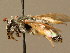  ( - BC ZSM HYM 02299)  @11 [ ] CreativeCommons - Attribution Non-Commercial Share-Alike (2010) LAZS SNSB, Zoologische Staatssammlung Muenchen