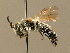  ( - BC ZSM HYM 02300)  @11 [ ] CreativeCommons - Attribution Non-Commercial Share-Alike (2010) LAZS SNSB, Zoologische Staatssammlung Muenchen