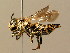  (Coelioxys alata - BC ZSM HYM 02331)  @14 [ ] CreativeCommons - Attribution Non-Commercial Share-Alike (2010) Unspecified SNSB, Zoologische Staatssammlung Muenchen