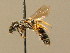  ( - BC ZSM HYM 02360)  @11 [ ] CreativeCommons - Attribution Non-Commercial Share-Alike (2010) Unspecified SNSB, Zoologische Staatssammlung Muenchen