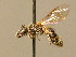  ( - BC ZSM HYM 02361)  @11 [ ] CreativeCommons - Attribution Non-Commercial Share-Alike (2010) Unspecified SNSB, Zoologische Staatssammlung Muenchen