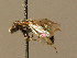  ( - BC ZSM HYM 02373)  @11 [ ] CreativeCommons - Attribution Non-Commercial Share-Alike (2010) Unspecified SNSB, Zoologische Staatssammlung Muenchen