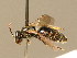  ( - BC ZSM HYM 02374)  @11 [ ] CreativeCommons - Attribution Non-Commercial Share-Alike (2010) Unspecified SNSB, Zoologische Staatssammlung Muenchen
