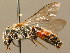  (Lasioglossum nigripes - BC ZSM HYM 02378)  @15 [ ] CreativeCommons - Attribution Non-Commercial Share-Alike (2010) Unspecified SNSB, Zoologische Staatssammlung Muenchen