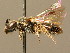  ( - BC ZSM HYM 02386)  @14 [ ] CreativeCommons - Attribution Non-Commercial Share-Alike (2010) Unspecified SNSB, Zoologische Staatssammlung Muenchen