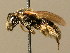  (Lasioglossum puncticolle - BC ZSM HYM 02398)  @14 [ ] CreativeCommons - Attribution Non-Commercial Share-Alike (2010) Unspecified SNSB, Zoologische Staatssammlung Muenchen