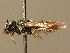  ( - BC ZSM HYM 02401)  @11 [ ] CreativeCommons - Attribution Non-Commercial Share-Alike (2010) Unspecified SNSB, Zoologische Staatssammlung Muenchen