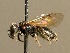  (Lasioglossum pygmaeum - BC ZSM HYM 02404)  @14 [ ] CreativeCommons - Attribution Non-Commercial Share-Alike (2010) Unspecified SNSB, Zoologische Staatssammlung Muenchen