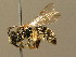  ( - BC ZSM HYM 02406)  @14 [ ] CreativeCommons - Attribution Non-Commercial Share-Alike (2010) Unspecified SNSB, Zoologische Staatssammlung Muenchen