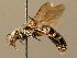 ( - BC ZSM HYM 02426)  @11 [ ] CreativeCommons - Attribution Non-Commercial Share-Alike (2010) Unspecified SNSB, Zoologische Staatssammlung Muenchen