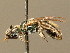  (Lasioglossum smeathmanellum - BC ZSM HYM 02428)  @11 [ ] CreativeCommons - Attribution Non-Commercial Share-Alike (2010) Unspecified SNSB, Zoologische Staatssammlung Muenchen