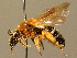  ( - BC ZSM HYM 02441)  @11 [ ] CreativeCommons - Attribution Non-Commercial Share-Alike (2010) Unspecified SNSB, Zoologische Staatssammlung Muenchen
