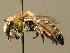  ( - BC ZSM HYM 02456)  @11 [ ] CreativeCommons - Attribution Non-Commercial Share-Alike (2010) Unspecified SNSB, Zoologische Staatssammlung Muenchen