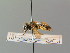 ( - BC ZSM HYM 02857)  @11 [ ] CreativeCommons - Attribution Non-Commercial Share-Alike (2010) Unspecified SNSB, Zoologische Staatssammlung Muenchen