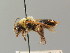  ( - BC ZSM HYM 02903)  @11 [ ] CreativeCommons - Attribution Non-Commercial Share-Alike (2010) Unspecified SNSB, Zoologische Staatssammlung Muenchen