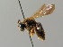  ( - BC ZSM HYM 02912)  @11 [ ] CreativeCommons - Attribution Non-Commercial Share-Alike (2010) Unspecified SNSB, Zoologische Staatssammlung Muenchen