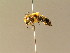 ( - BC ZSM HYM 05978)  @13 [ ] CreativeCommons - Attribution Non-Commercial Share-Alike (2010) Stefan Schmidt SNSB, Zoologische Staatssammlung Muenchen