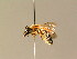  (Lasioglossum xanthopus - BC ZSM HYM 05987)  @14 [ ] CreativeCommons - Attribution Non-Commercial Share-Alike (2010) Stefan Schmidt SNSB, Zoologische Staatssammlung Muenchen