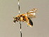 ( - BC ZSM HYM 05988)  @14 [ ] CreativeCommons - Attribution Non-Commercial Share-Alike (2010) Stefan Schmidt SNSB, Zoologische Staatssammlung Muenchen