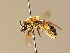 ( - BC ZSM HYM 06016)  @12 [ ] CreativeCommons - Attribution Non-Commercial Share-Alike (2010) Stefan Schmidt SNSB, Zoologische Staatssammlung Muenchen