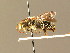  ( - BC ZSM HYM 06076)  @13 [ ] CreativeCommons - Attribution Non-Commercial Share-Alike (2010) Stefan Schmidt SNSB, Zoologische Staatssammlung Muenchen